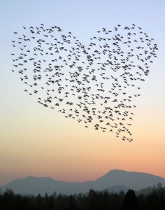 Heart Sky Birds